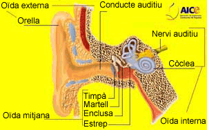 oida_catala